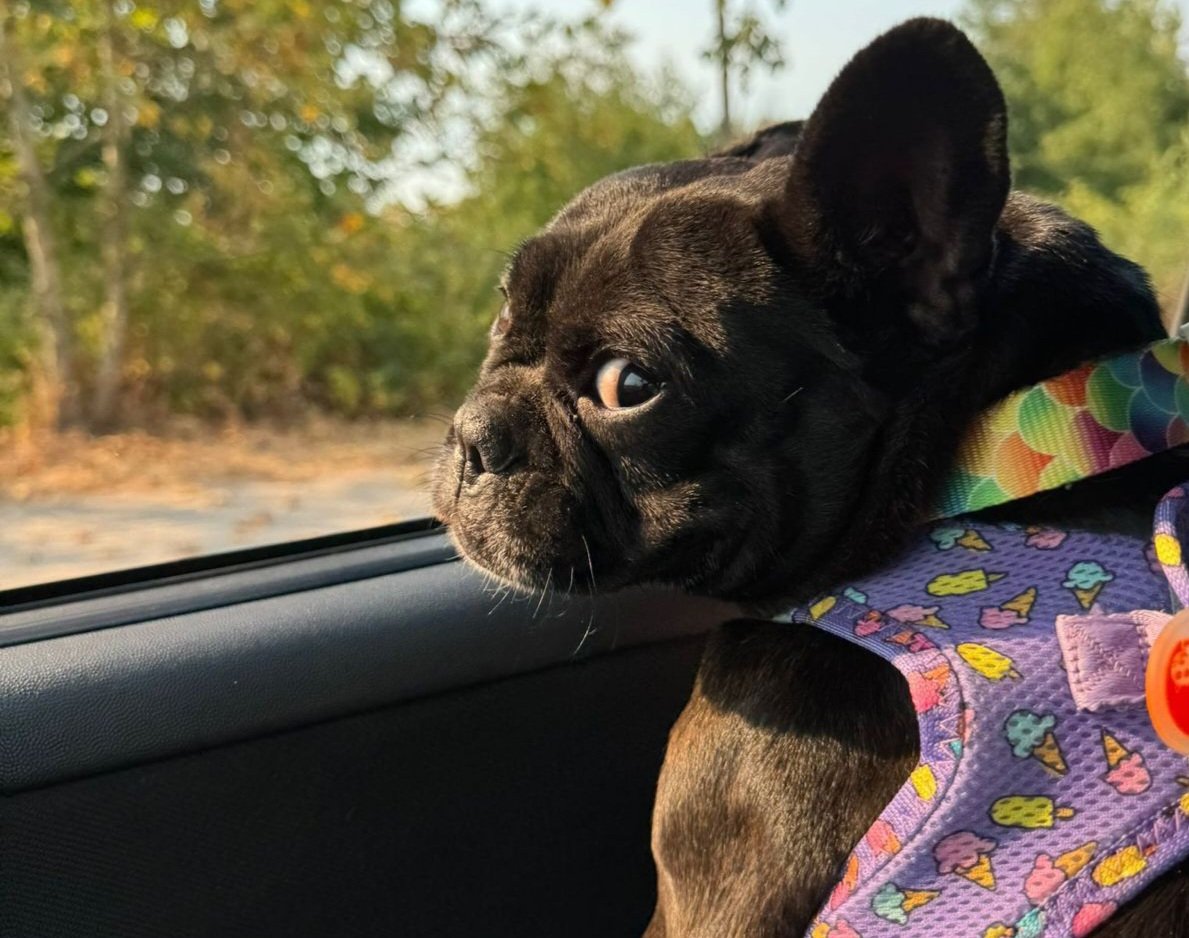 Başiskele’de Fransız Bulldog Cinsi Köpek Kayıp!