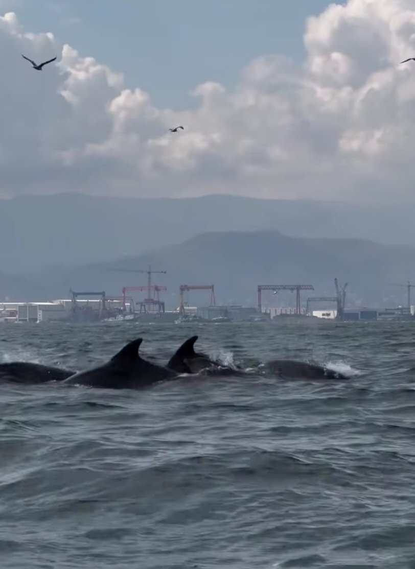 Yunuslar Körfez’e Geri Döndü