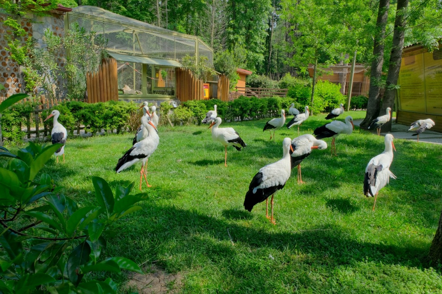 Pişmaniye Ve Bulut Ormanya’yı Mesken Tuttu